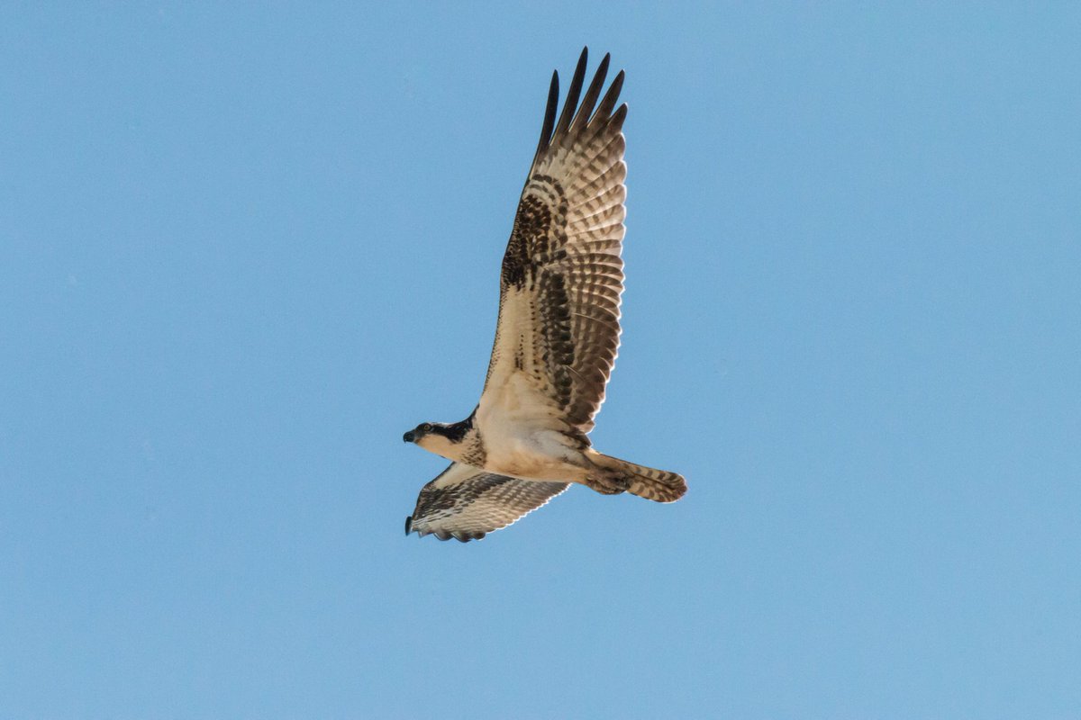TheDeviantLens's tweet photo. An image of a beautiful Osprey looking for breakfast off the Golf coast near Bryan Beach. https://t.co/R3j0QWhOwj