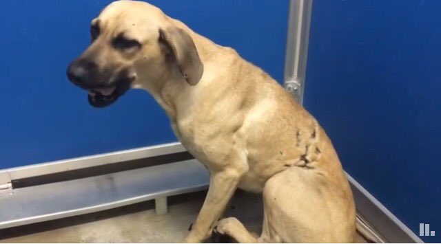 giselle1900's tweet photo. CODE RED🆘🆘TOO SCARED 2EAT OR MOVE💔😭PLZ #Rescue #Foster #Adopt https://t.co/kXPV6EdghO #TX 
-@DogRescueTweets @ruthmen @Gdad1 @WinglessBird_ https://t.co/5k3uk0uFYx