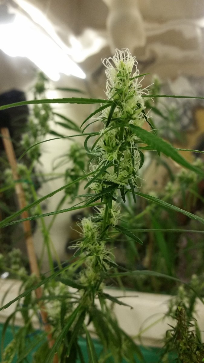 Clemon Dabney tweet media