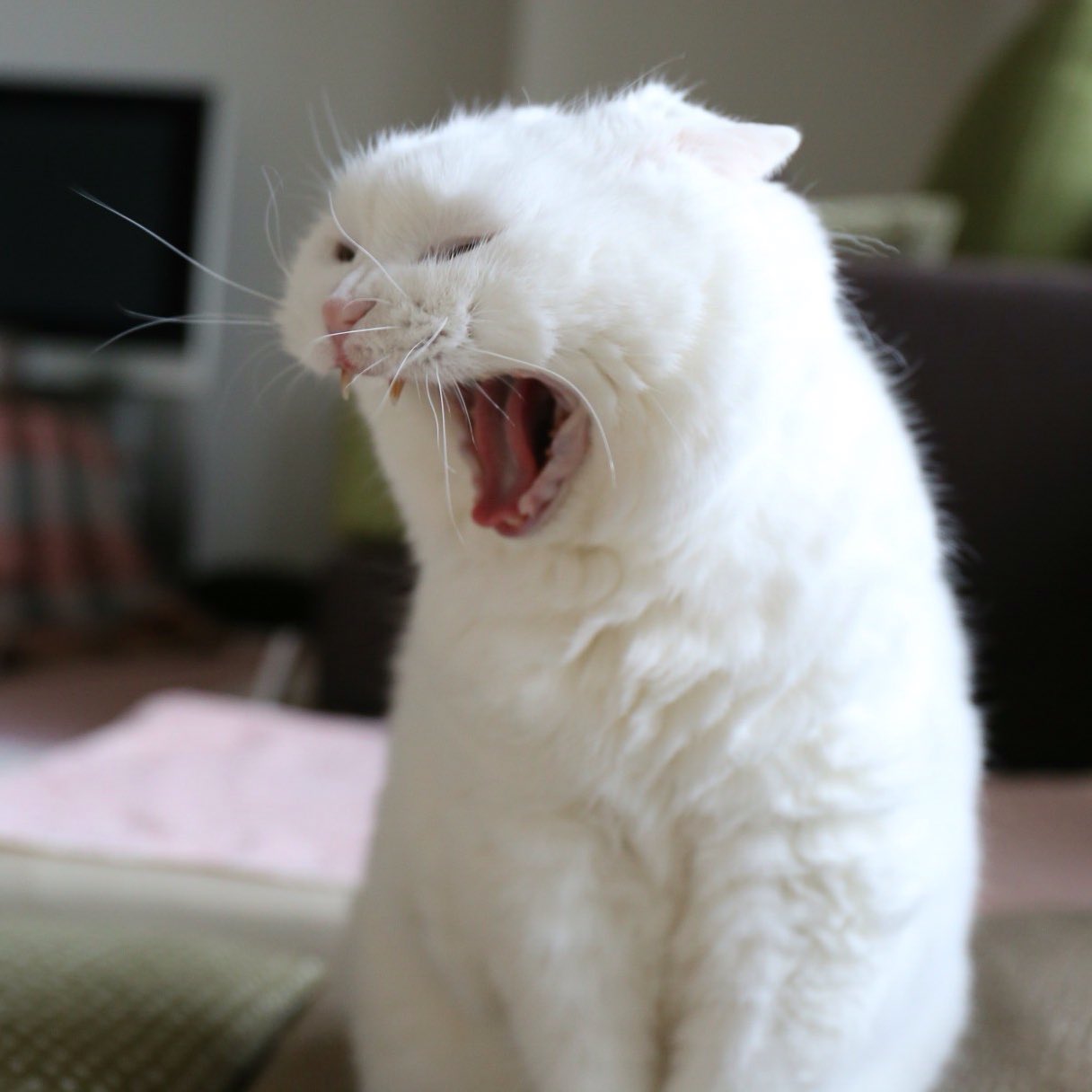 猫のあくび 耳はペタンとなる Twitter