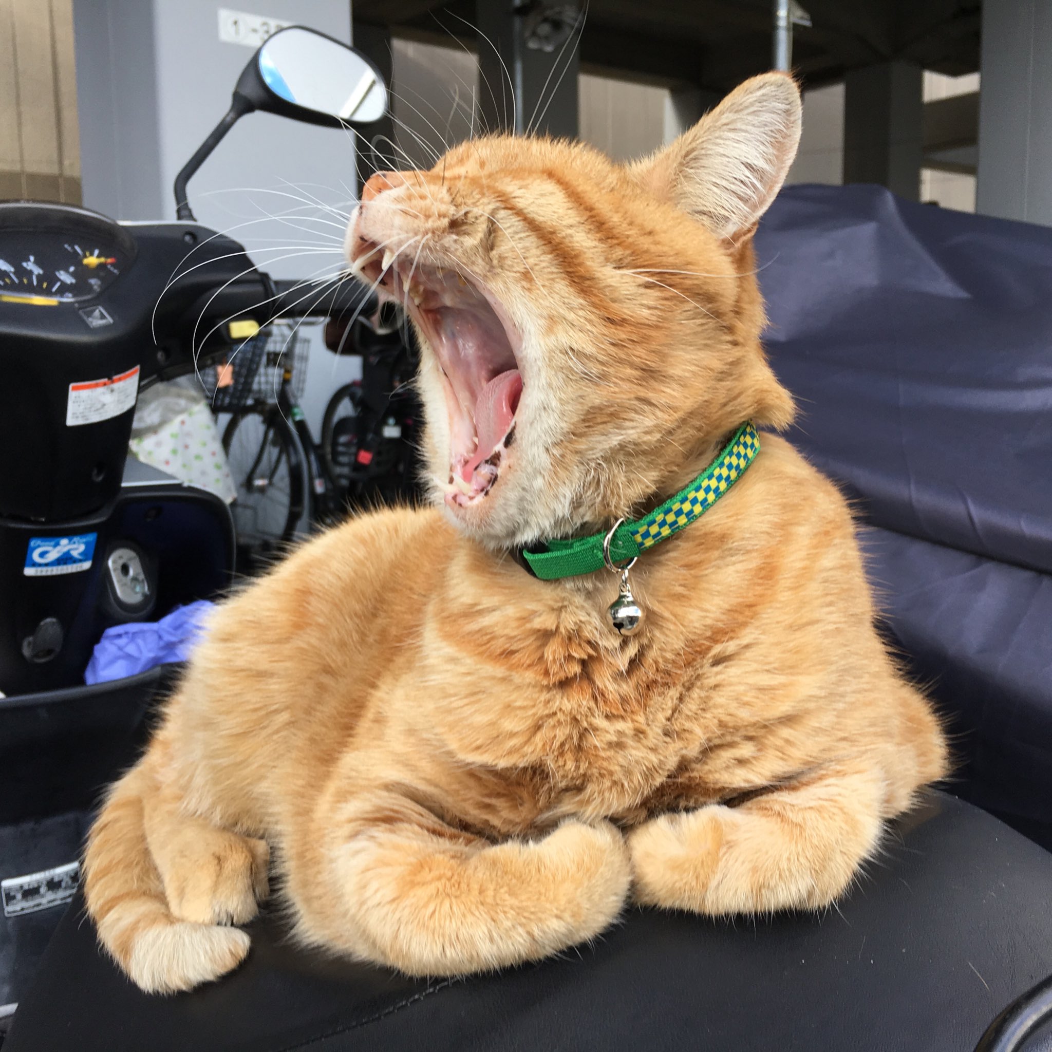 猫のあくび 耳はペタンとなる Twitter