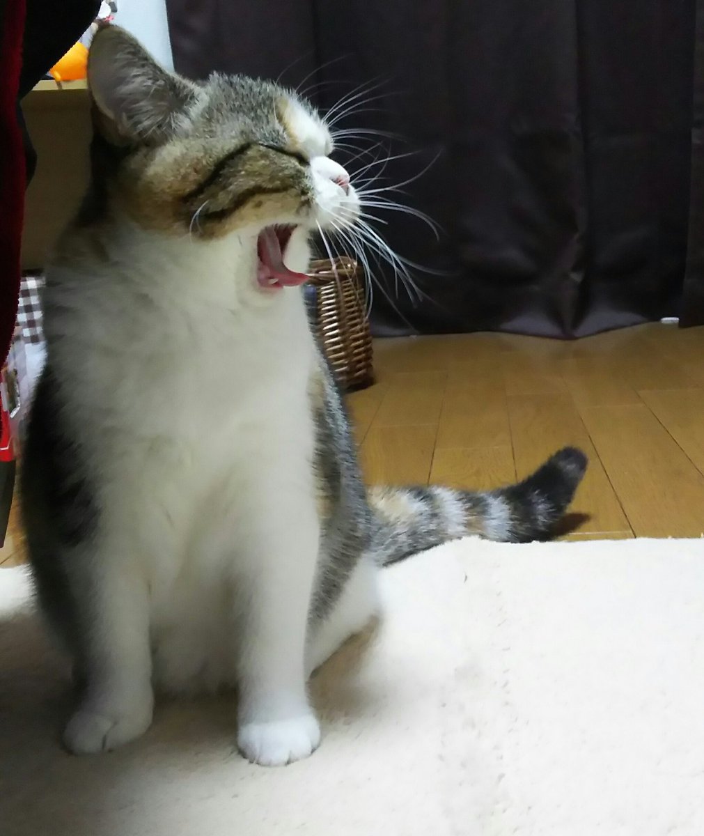 猫のあくび 耳はペタンとなる