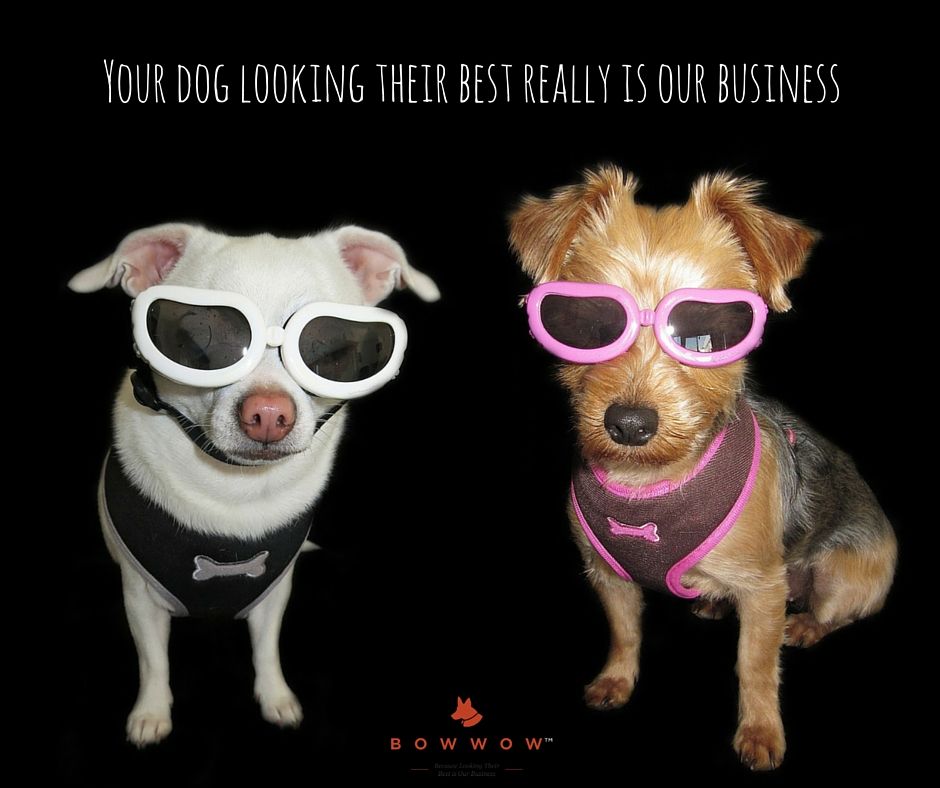 bestofbowwow's tweet photo. Your #dog looking their best really is our business https://t.co/uQWc7CFYHH https://t.co/wgz9HXd0Qg
