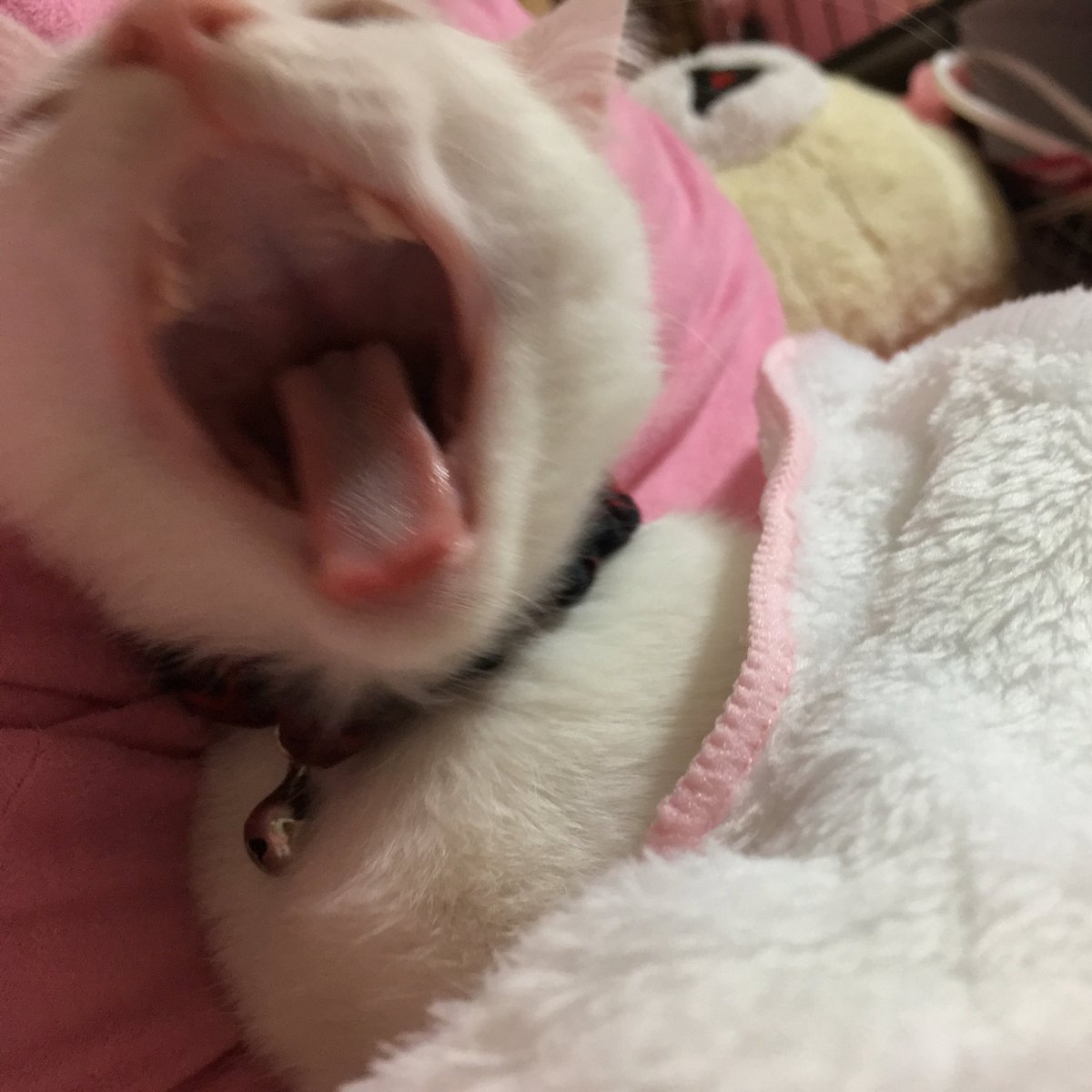 猫のあくび 耳はペタンとなる