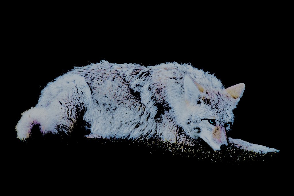 [[Shifts into a coyote 'cause it's cold.]]