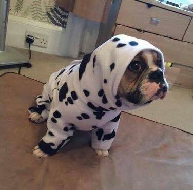 #french#bulldogs made to measure dog coats of all types #onesies#jumpers#watetproofs#jackets#hoodies