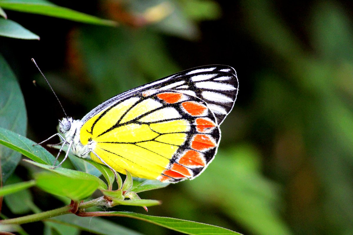 felixfsantistev's tweet photo. RT https://t.co/N1xDaytTqJ #Butterflies are self propelled flowers. #naturecreativity #naturephotography https://t.co/Vjgxa8XIAg