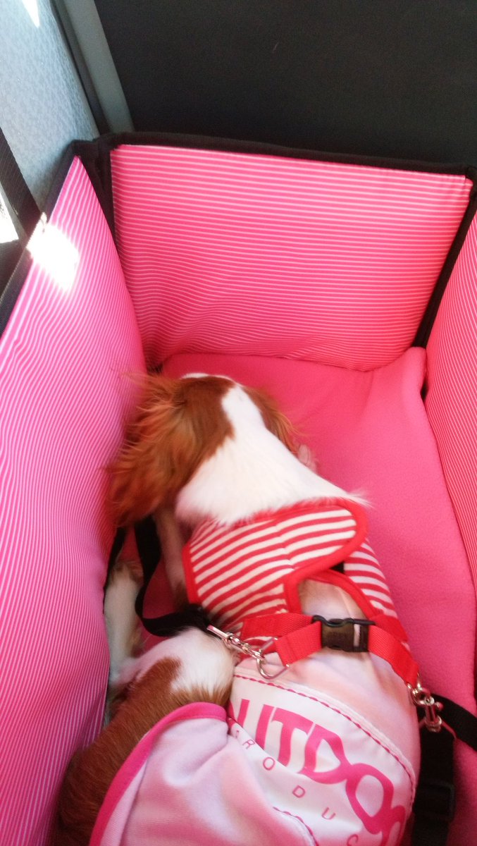 cocoa201410luia's tweet photo. こんにちは☀🍂
午前中も、住宅街のお散歩に行ったけど、午後からは、車移動の練習を兼ねて、この前とは別のワンコOKの大きい公園に行ったよ😊
すごくきれいで、風が強かったけど、楽しかった🐶😆
車には、大分慣れて、帰りは、ネンネもできたよ😄 https://t.co/8eEXW47PUV