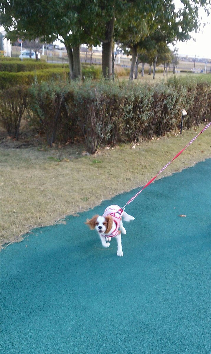 cocoa201410luia's tweet photo. こんにちは☀🍂
午前中も、住宅街のお散歩に行ったけど、午後からは、車移動の練習を兼ねて、この前とは別のワンコOKの大きい公園に行ったよ😊
すごくきれいで、風が強かったけど、楽しかった🐶😆
車には、大分慣れて、帰りは、ネンネもできたよ😄 https://t.co/8eEXW47PUV