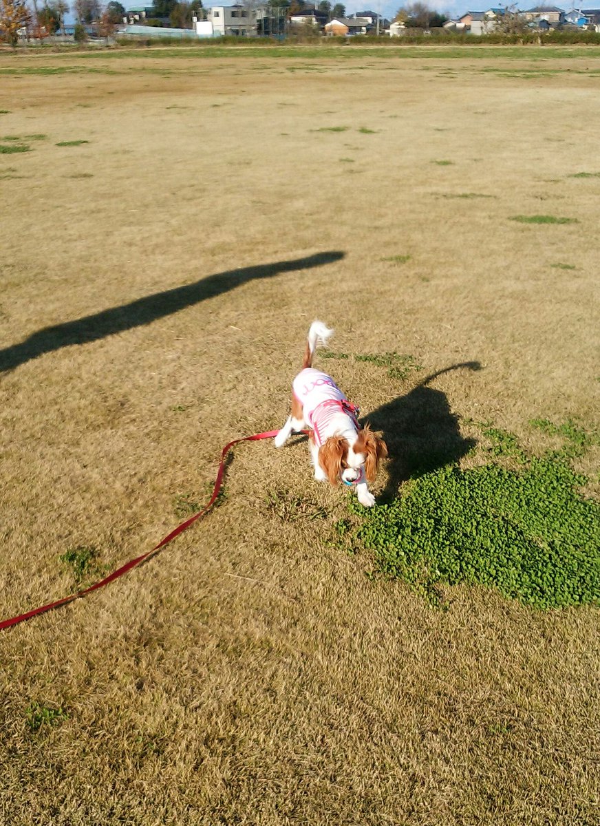 cocoa201410luia's tweet photo. こんにちは☀🍂
午前中も、住宅街のお散歩に行ったけど、午後からは、車移動の練習を兼ねて、この前とは別のワンコOKの大きい公園に行ったよ😊
すごくきれいで、風が強かったけど、楽しかった🐶😆
車には、大分慣れて、帰りは、ネンネもできたよ😄 https://t.co/8eEXW47PUV