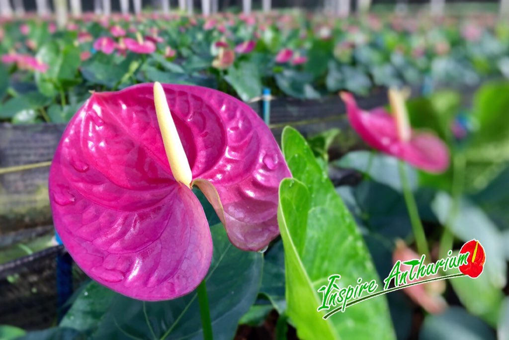 Inspireanthrium tweet picture