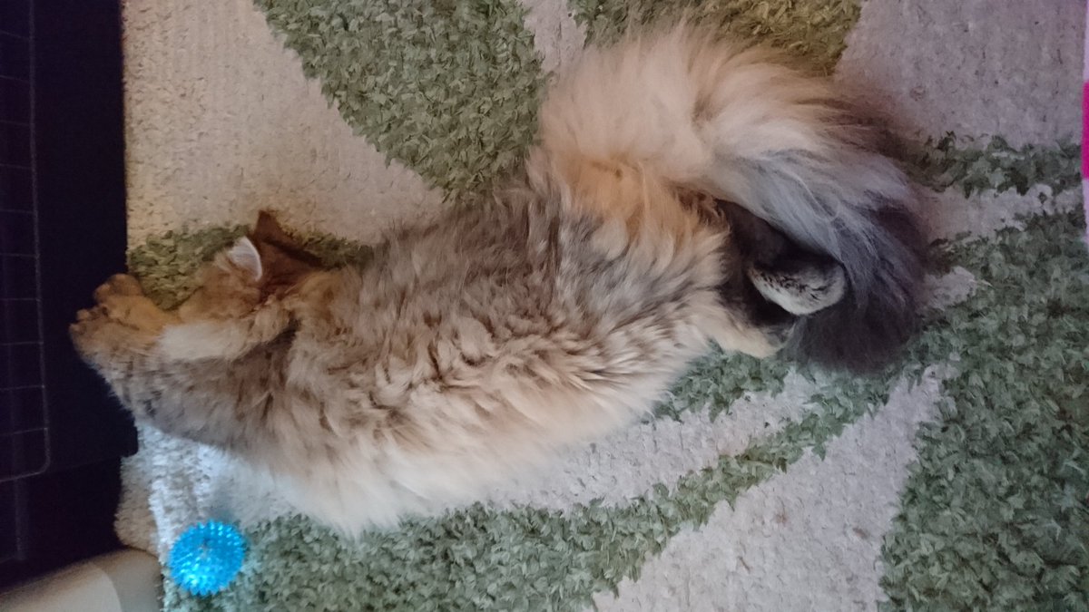 ふわふわねこ