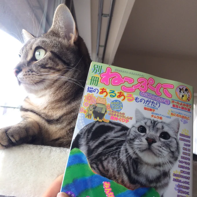 ☆*:.宣伝☆*:.遅れましたが11月24日に発売された別冊ねこぷに 猫ルンルン号に飼い猫エッセイぽかぽかアメショ生活を掲載して頂いてます!すくすくドタバタ成長期編です!よろしくお願いします(=^x^=) 