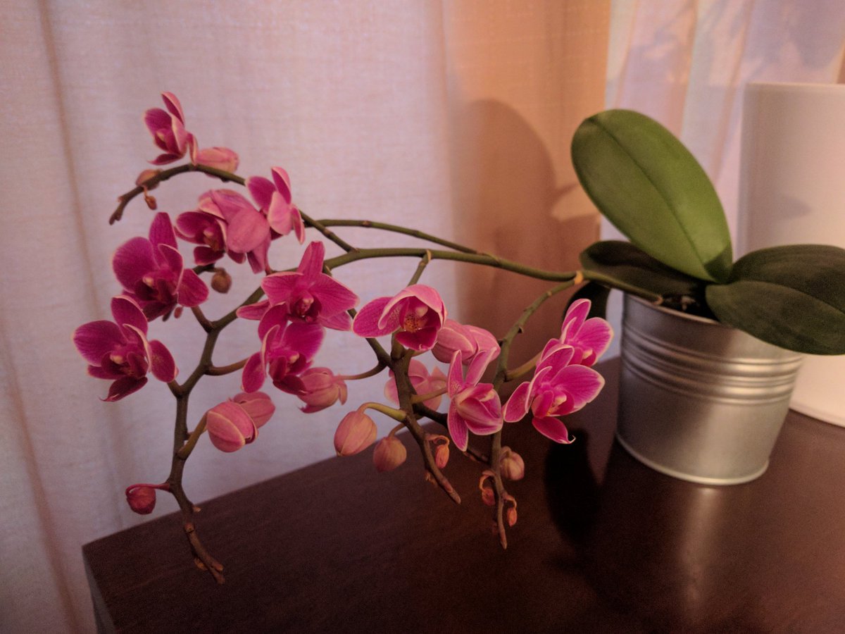 rupertbu's tweet photo. More buds have opened @williamsdatter 🙂 https://t.co/TKiAEHWij9
