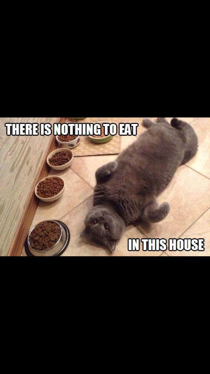 Вид голодного. Демотиваторы с котами про еду. Толстый кот. Толстый кот у миски. Голодный кот юмор.