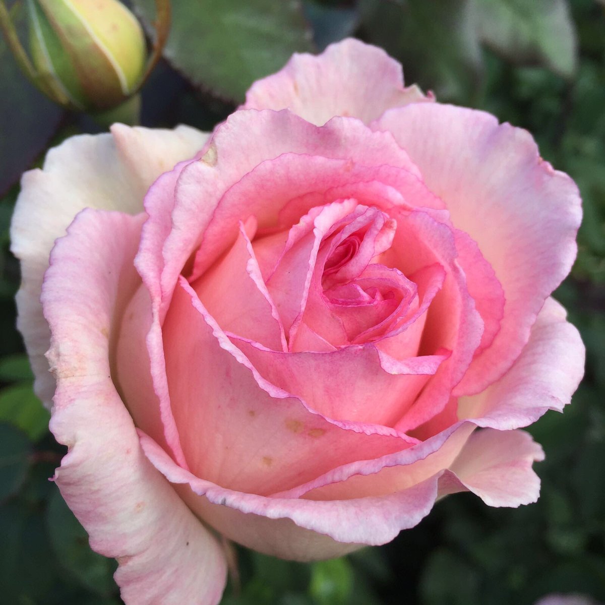 RoyalNationalRoseSoc tweet media