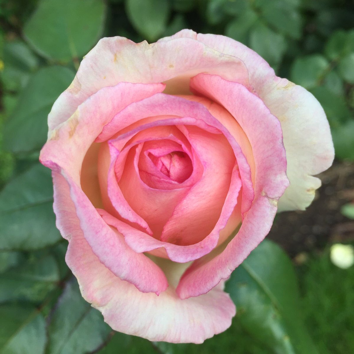 A very chilly but lovely morning... #TheGardensOfTheRose