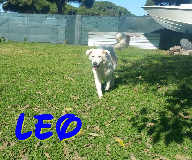 Ass_Tana's tweet photo. Leo, 9 mesi, è 1 fantastico cucciolone! Compatibile con altri cani, no gatti! A breve info x adozione! #cercacasa #adottami #tanaliberotutti https://t.co/cuY8eIyXPK