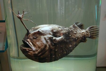 魚の気持ちbot 定期 今日の魚 チョウチンアンコウ 提灯鮟鱇 学名 Himantolophus Groenlandicus は アンコウ目チョウチンアンコウ科に属する魚類の一種 丸みを帯びた体型と 餌を誘うために用いられる頭部の誘引突起を特徴とし 深海 魚として比較