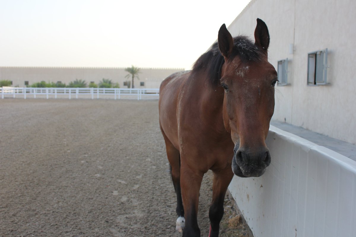 mandaraclub's tweet photo. Calemero after rolling in the dirt, do your horses like to roll? #MEC #horses #abudhabi #equestrian https://t.co/qkXEwGpQlG