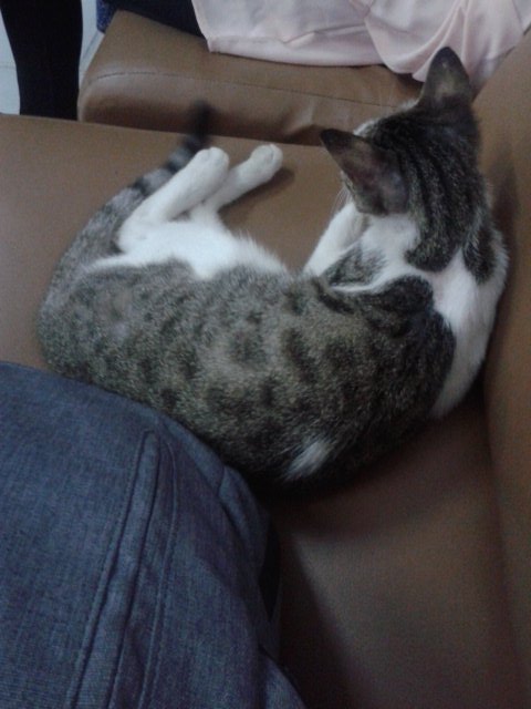 indi_audina's tweet photo. When you are sleepy and stress at the same time but suddenly this girl comes up and now relaxing beside me. #simplyjoy https://t.co/k7WtSClkK5