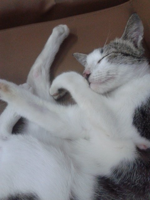 indi_audina's tweet photo. When you are sleepy and stress at the same time but suddenly this girl comes up and now relaxing beside me. #simplyjoy https://t.co/k7WtSClkK5