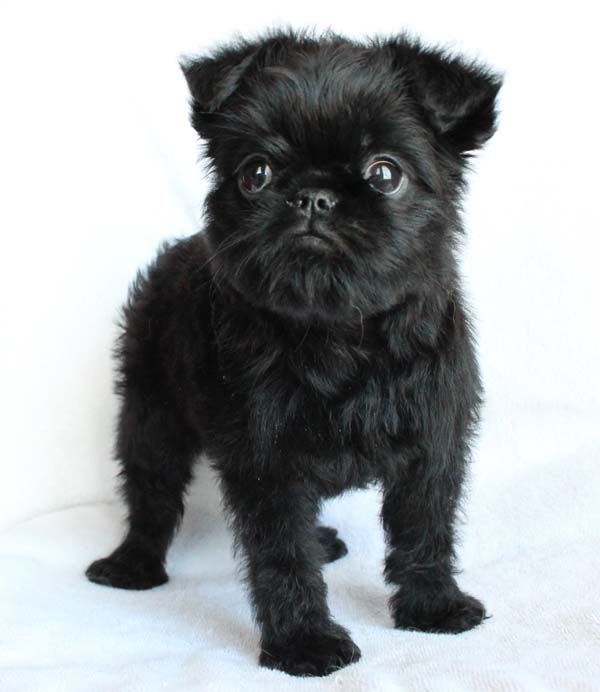 Pandpand パンドパンド 本日の世界の愛犬 リクエスト頂いた犬種です いつも応援頂きありがとうございます 犬種名 ブリュッセル グリフォン 原産国 ベルギー 特徴 特に馬屋で使われたため 馬小屋の犬 と呼ばれた 世界の愛犬に癒され Pandpand パンドパンド 本日の世界の愛犬 リクエスト頂いた犬種です いつも応援頂きありがとうございます 犬種名 ブリュッセル グリフォン 原産国 ベルギー 特徴 特に馬屋で使われたため 馬小屋の犬 と呼ばれた 世界の愛犬に癒され