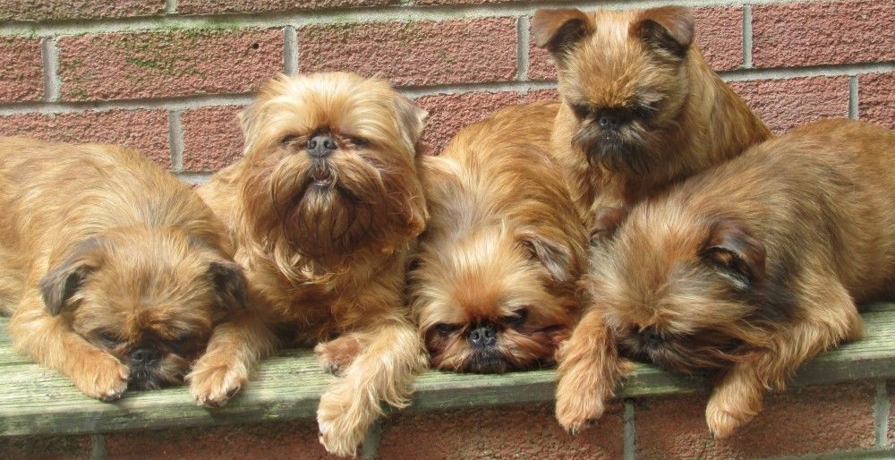 Pandpand パンドパンド Twitter પર 本日の世界の愛犬 リクエスト頂いた犬種です いつも応援頂きありがとうございます 犬種名 ブリュッセル グリフォン 原産国 ベルギー 特徴 特に馬屋で使われたため 馬小屋の犬 と呼ばれた 世界の愛犬に癒