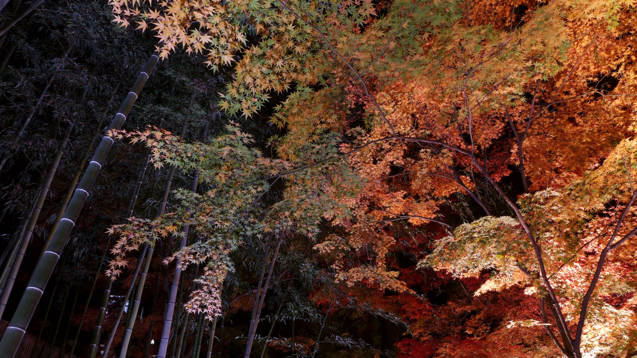 Seventhly Ar Twitter 定常光と瞬間光の違いよな ﾟwﾟ ﾉ そして 私は 竹林が大好き 高台寺は夏の拝観でよく行く 花灯路は時期的に桜と紅葉の季節のちょい前とちょい後だから なかなか行くタイミングが難しい １北野天満宮 ２高台寺 ３と４嵐山