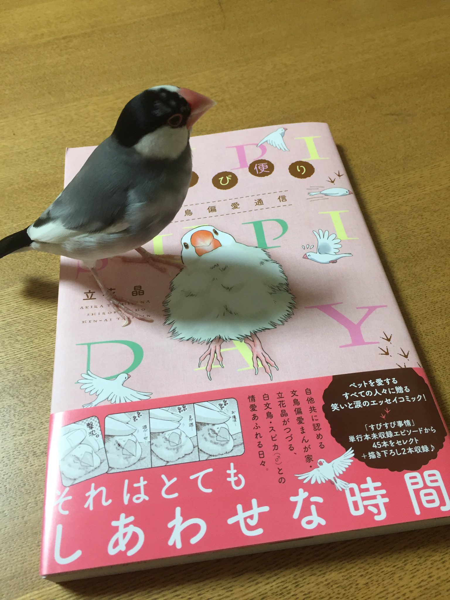 Aki Spica いよいよ本日 すぴすぴ便り 白文鳥偏愛通信 のコミックスが白泉社より発売されます すぴじいちゃんの思い出をお手元に どうぞよろしくお願いいたしますm M Buncho T Co Uf74rfcbsq Twitter