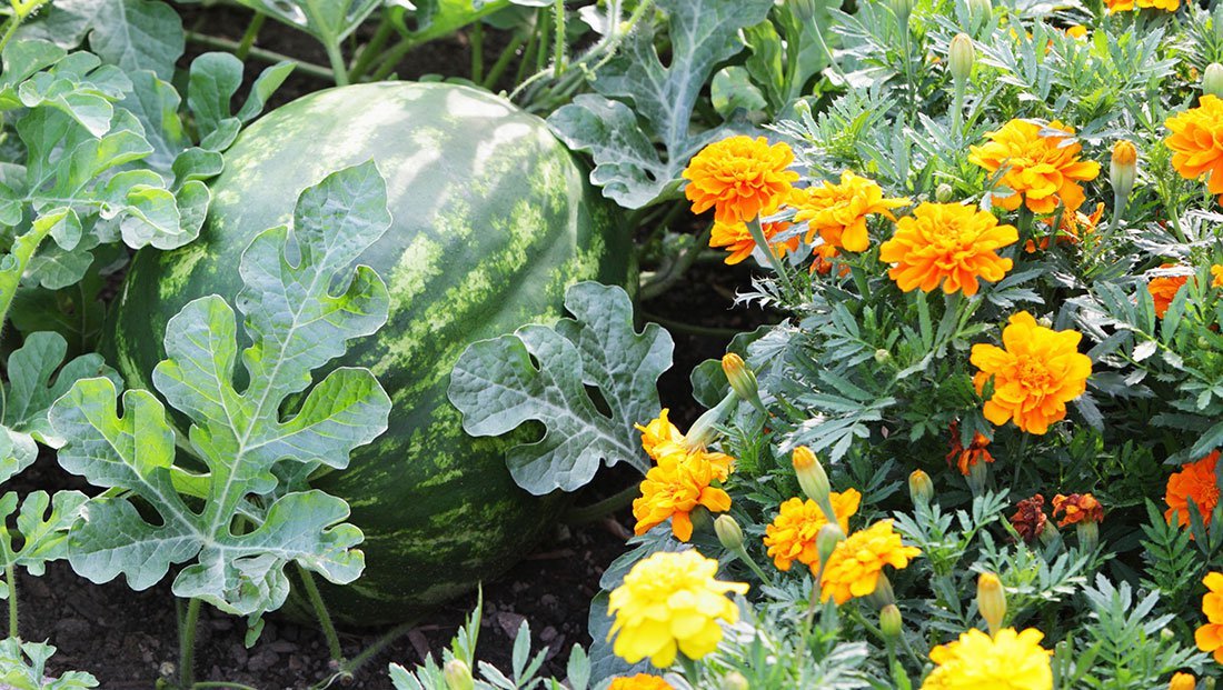 AmkhaSeed's tweet photo. The Benefits Of Growing These Plants Side-By-Side https://t.co/U0SpmezqXN #interplanting https://t.co/UjMKtaflZD