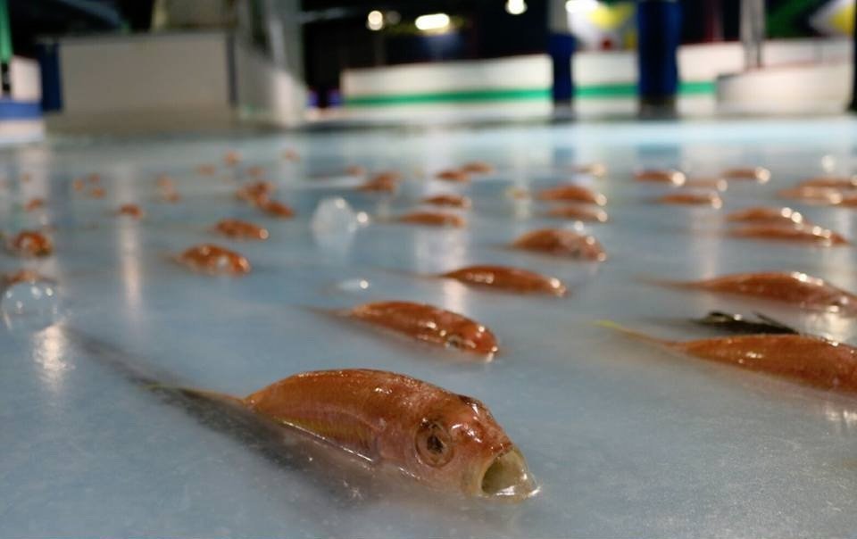 kfor's tweet photo. Japanese theme park receives backlash over 5,000 fish frozen into ice rink floor, closes… https://t.co/NjJjYNfXIc https://t.co/iVbKKUmiNc