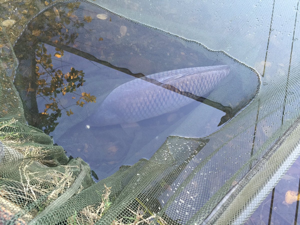 ScaleyBeast's tweet image. A good start, need to do the same when the @LA_CARP_BAIT cameras turn up 🐟🐟🐟👍