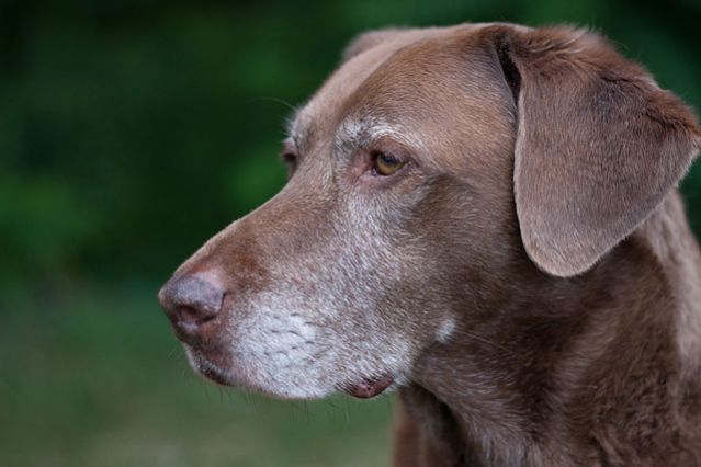 Webican's tweet photo. Estudio sobre los factores asociados con la canicie prematura en #perros jóvenes: https://t.co/0mCLSwonFf https://t.co/oxCPTgD9at