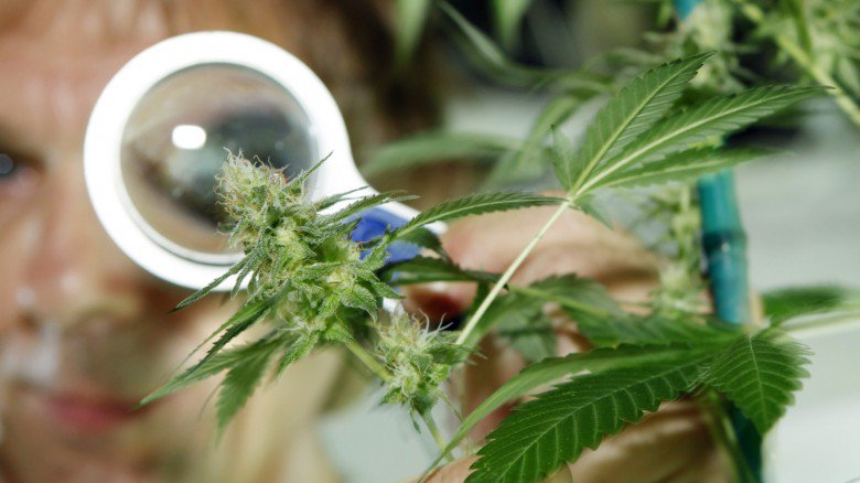 BuddhaSeeds's tweet photo. #Estudio descubre la muerte de las células cancerígenas por el #cannabis https://t.co/Gas0p7fz09 https://t.co/KURkfBsk1z