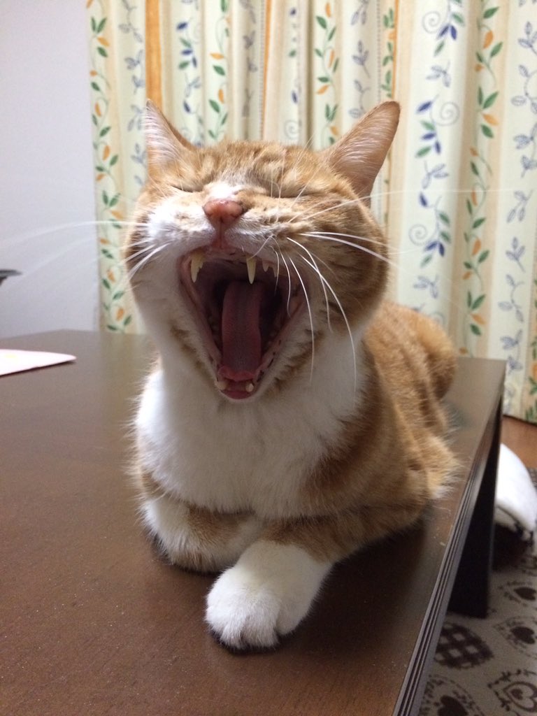 猫のあくび 耳はペタンとなる