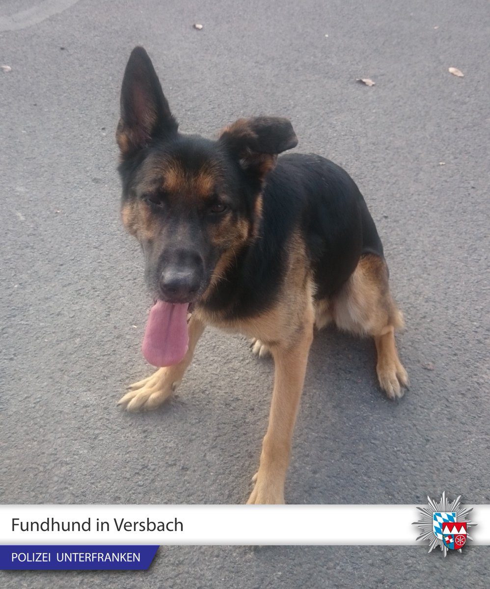 PolizeiUFR's tweet photo. ⚠BITTE TEILEN⚠ #Fundhund 🐶🚓 in #Versbach - Junger Schäferhund am Sonntag aufgegriffen - Hinweise zum Besitzer bitte an ☎0931/457-2230 https://t.co/oc7xQcdYUp