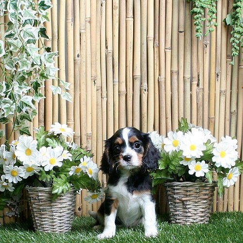 te koop cavalier king charles spaniel