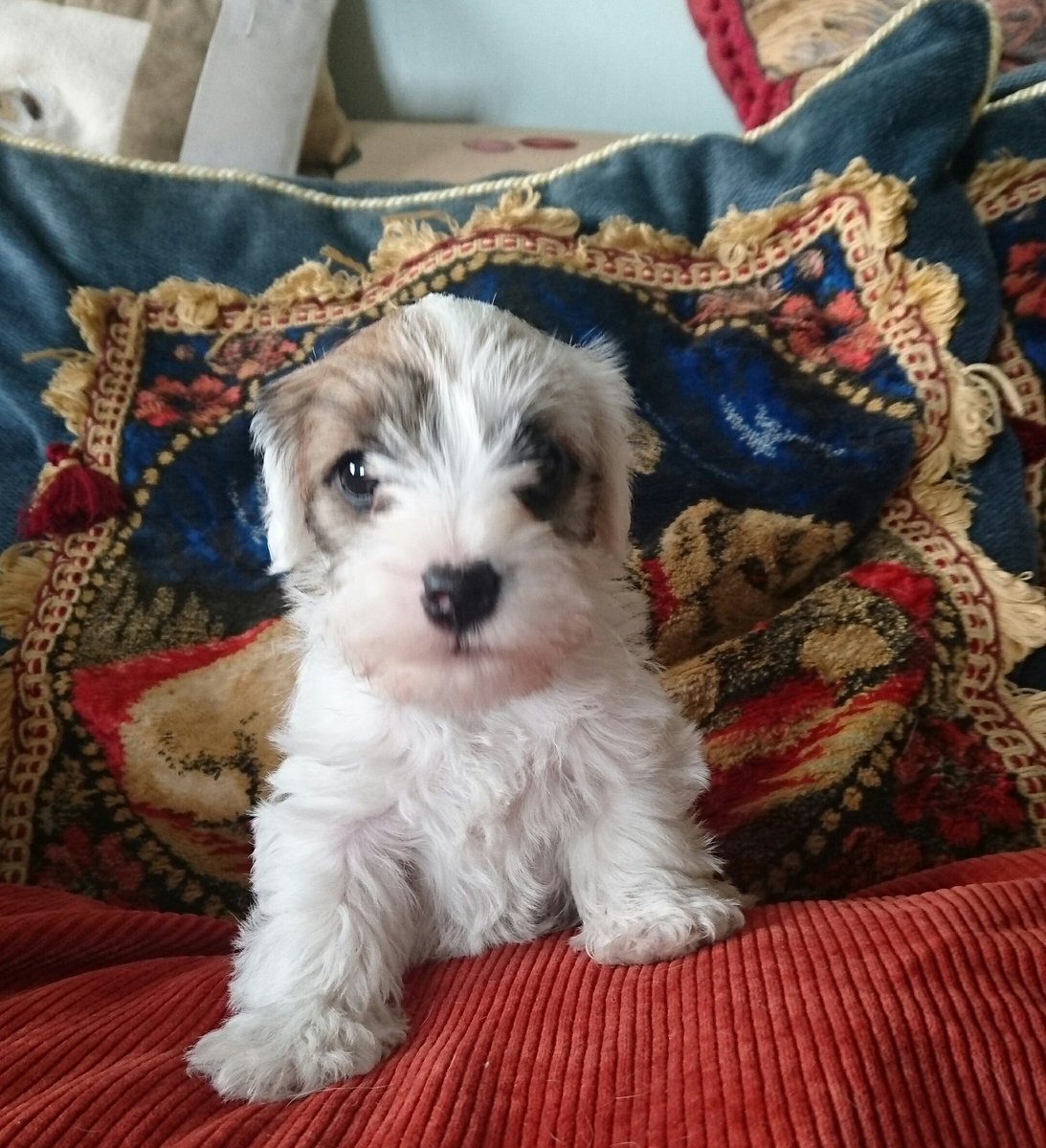 mysealyhams's tweet photo. Happy Monday from Gracie ♥ Youngest member of the Working Sealyham Terrier Club https://t.co/09YVymwx1I