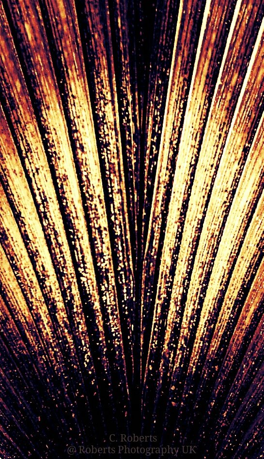 RobertsPhotogs's tweet photo. #PalmHouse #KewBotanicalGardens 
South West #London #UK https://t.co/YjivGlgY9W
