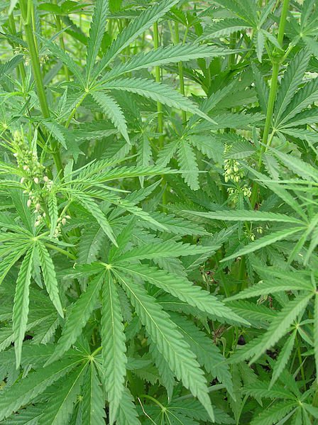 undergrowtv's tweet photo. Fundación Daya obtiene permiso de siembra de #cannabis con fines medicinales y genera positiva alianza internacional https://t.co/I3qUxwrdtE https://t.co/x5YWzeNTc0