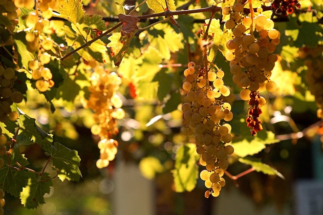 #Vino: il Testo Unico è legge. Più semplificazione e spazio anche all'#innovazione. Qui tutti i dettagli: bit.ly/2gBwbDS