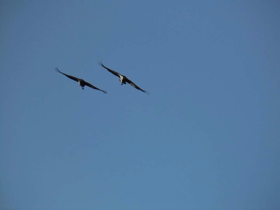 JSpilleman's tweet photo. #kraanvogels in #losser #schatkamervantwente #twente https://t.co/DmPKUA7LKb