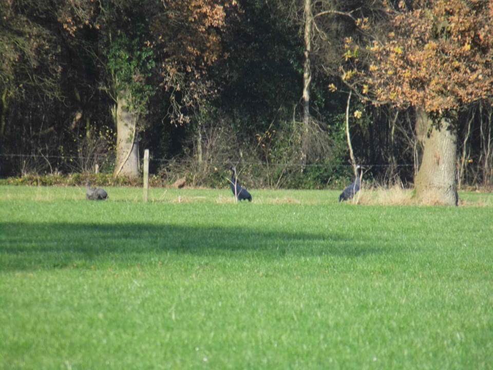 JSpilleman's tweet photo. #kraanvogels in #losser #schatkamervantwente #twente https://t.co/DmPKUA7LKb