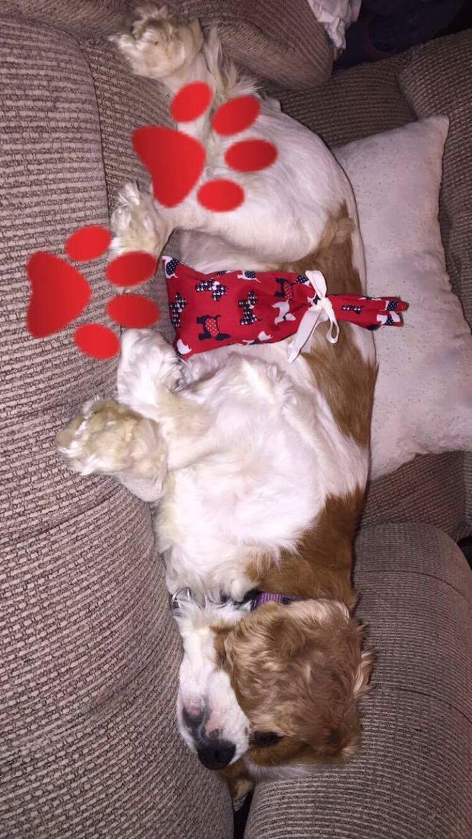 LitPupTY's tweet photo. Millie loving our bundle bag! #bundlepup 🐾🐕 https://t.co/zpKf1fvS3Z