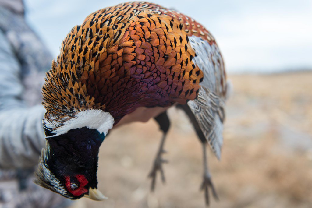StalkingTheSeam's tweet photo. Pack Ice, No Visibility, and Wild Roosters https://t.co/vzJPI7Yhsp https://t.co/tHfrddPdwE
