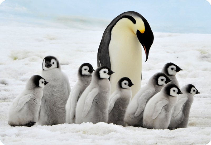 Penguins stay warm by huddling together to share body heat. See more