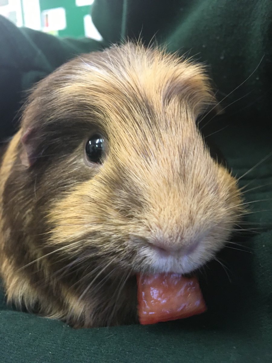 Wellieson's tweet photo. Wow! Just discovered that we have received 11 Bookings for #Care home visits for our #FlatPackFarm in just one week! #WelliesOn #Community https://t.co/h4d5husBZG