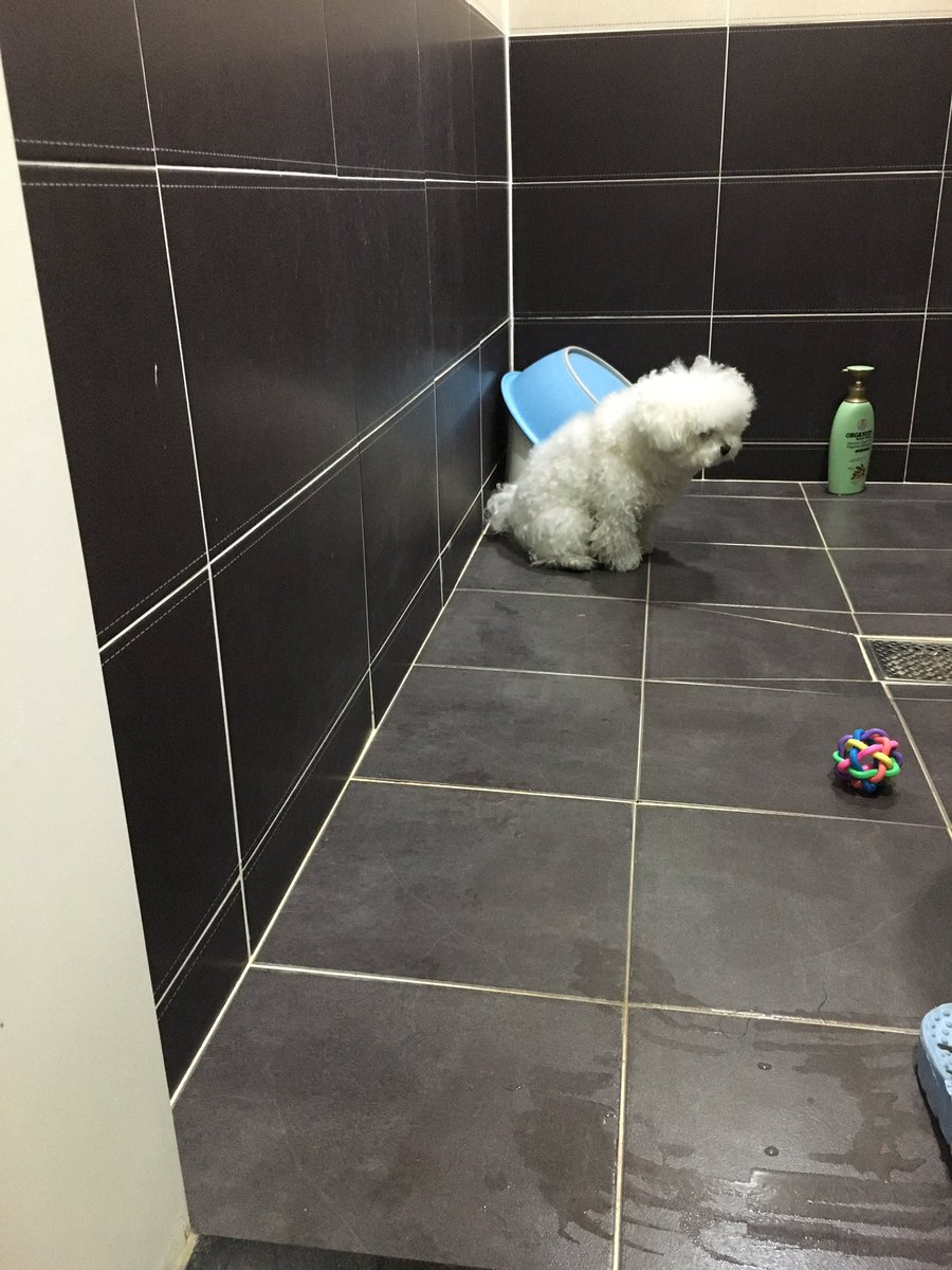 Ogu_and_Carol's tweet photo. 산책 후 자신의 운명을 아는 개. https://t.co/lorJ6UqvVr