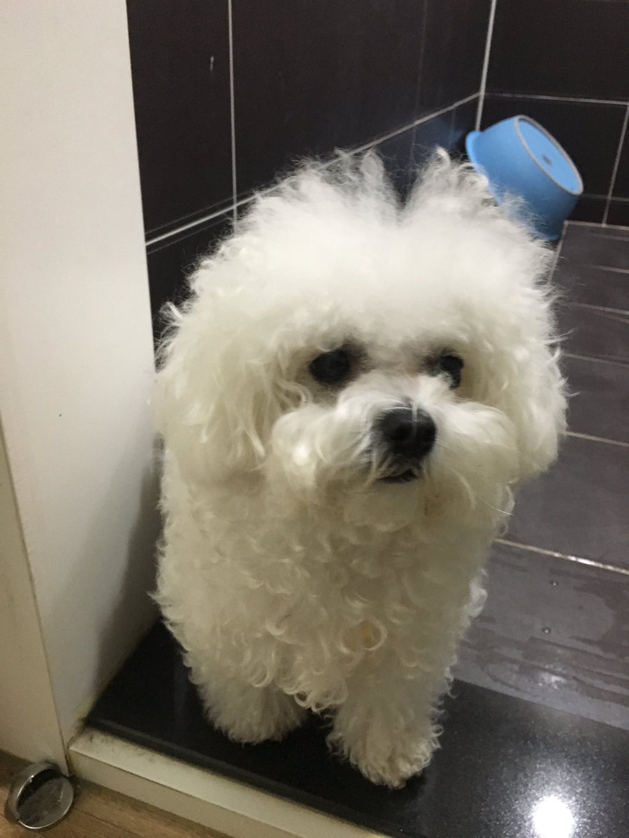 Ogu_and_Carol's tweet photo. 산책 후 자신의 운명을 아는 개. https://t.co/lorJ6UqvVr